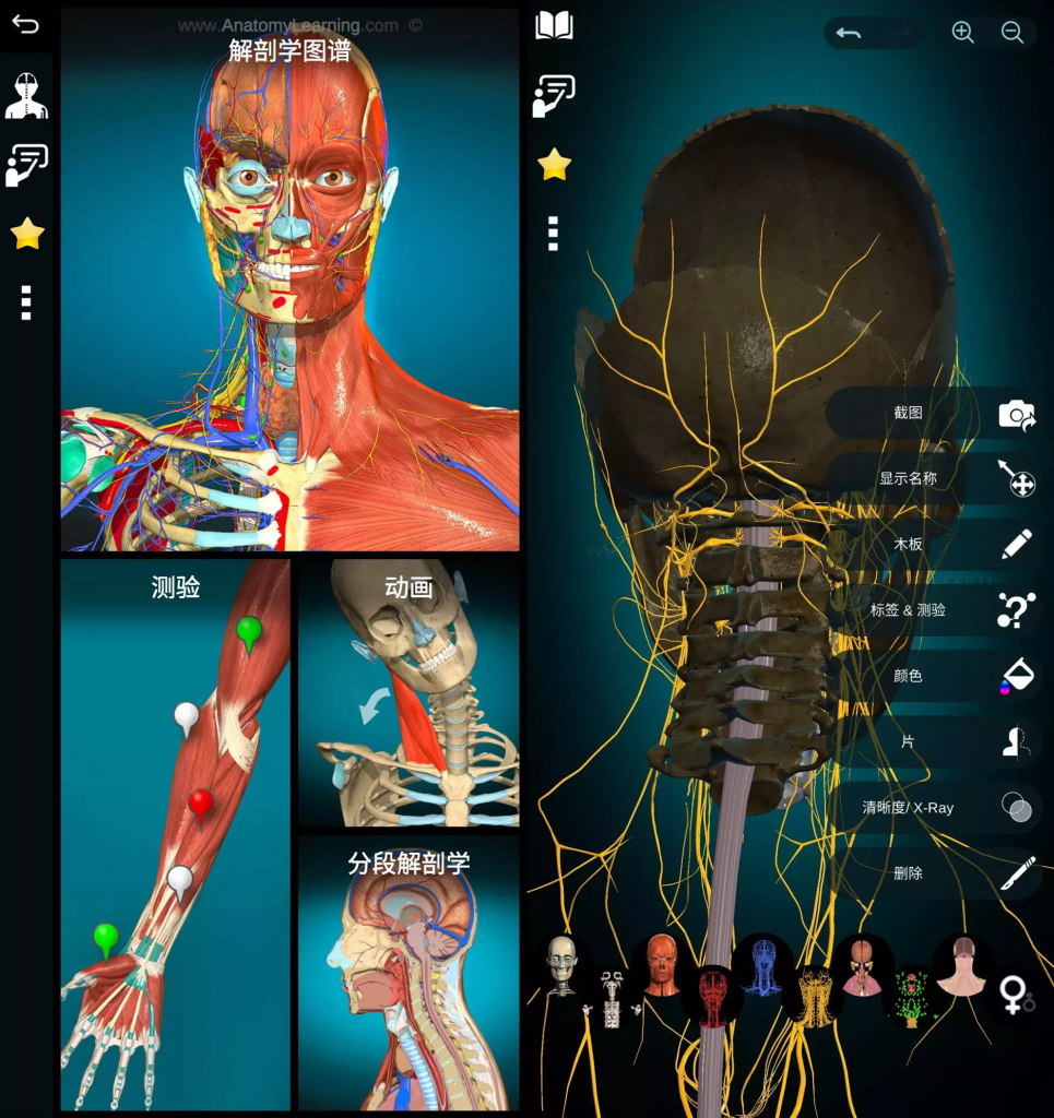 图片[1]-Anatomy Learning v3.1.467 高级版，3D交互式解剖学习神器
